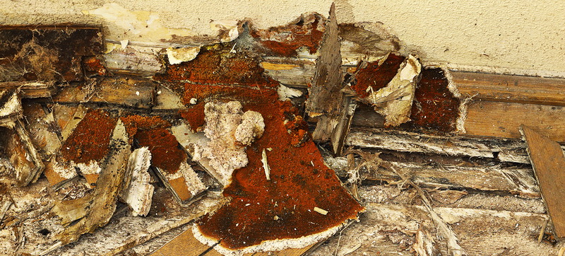 wooden floor decayed by dry rot